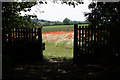 SK9916 : Wildflower meadow by Richard Croft