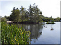 SJ9599 : The Upper Lake, Stamford Park by David Dixon