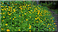 J4477 : Buttercups, Cairn Wood, Craigantlet by Albert Bridge