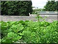 NT2972 : Giant hogweed by Richard Webb