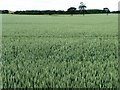 SE5121 : Wheatfield with trees by Christine Johnstone