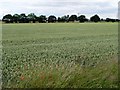 SE5221 : Wheatfield north of Cobcroft Lane by Christine Johnstone