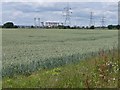 SE5222 : Wheat field west of Beal Lane by Christine Johnstone