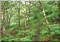 SE0125 : Hebden Royd Path 61 in Hathershelf Scout Wood, Mytholmroyd by Humphrey Bolton