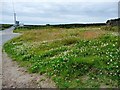 SE1013 : Clover-covered roadside by Christine Johnstone