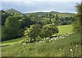 SK1550 : Elders in flower near Thorpe by Derek Harper