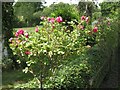 SP2068 : Old roses at Foxbrook Cottage by Robin Stott