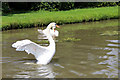 TL3707 : Mute Swan, New River, Lee Valley Park by Christine Matthews