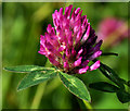 J1463 : Red clover, Soldierstown near Moira by Albert Bridge