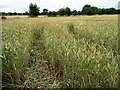 SE4516 : Vehicle tracks in a wheatfield by Christine Johnstone