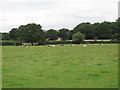 TQ3998 : Longhorn cattle at Avey Lane Farm by Roger Jones