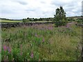 SE0436 : Rosebay willowherb on the verge, Black Moor Lane by Christine Johnstone