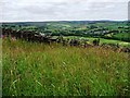 SE0435 : Grass verge along Black Moor Raoad by Christine Johnstone