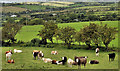 D4500 : Cattle, Ballypriormore, Islandmagee (3) by Albert Bridge