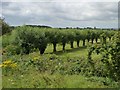 SO9626 : Row of pollarded willows along a stream by Christine Johnstone