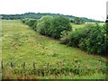 SO9628 : Hedgerow with trees by Christine Johnstone