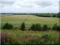 SO9629 : Large wheatfield south of Gotherington by Christine Johnstone