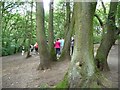 SE1426 : Coppiced oak, Judy Woods by Christine Johnstone