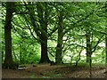 SE1427 : Footpath footbridge, Judy Woods by Christine Johnstone