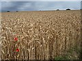 SE2614 : View across wheatfield [2] by Christine Johnstone