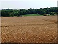 SE3714 : Wheatfield in front of Ryhill Pits by Christine Johnstone