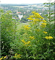 SU8585 : View towards Marlow by Graham Horn