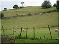 SX8156 : Terraced hillside pasture  by Robin Stott