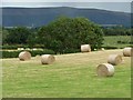 SO3592 : Shropshire Swiss rolls by Christine Johnstone