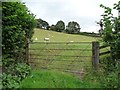 SO3276 : Gated sheep pasture, near The Quern by Christine Johnstone