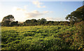 SX3156 : Cornish hedge and pasture by roger geach