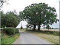 SO5470 : A pair of roadside trees by Christine Johnstone