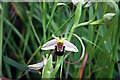 SU6691 : Bee Orchid by Des Blenkinsopp