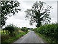 SO5577 : Roadside tree on the lane to Henley by Christine Johnstone