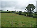 SJ1906 : Hedgerow tree, near Glyn by Christine Johnstone