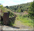 ST1585 : Overgrown track viewed from Mountain Road, Caerphilly by Jaggery