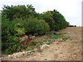 SE5114 : Trees along the northern field boundary by Christine Johnstone