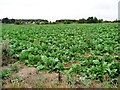 SE5113 : Barnsdale Bar cabbages by Christine Johnstone