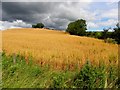 H5065 : Cornfield, Raw by Kenneth  Allen