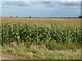 TF3202 : Maize, Knarr Fen Road near Thorney by Richard Humphrey