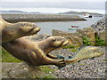 NF7203 : Otters at Barra Ferry by Colin Smith