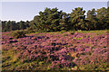 TQ2350 : Heather on Reigate Heath by Ian Capper