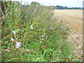 SU7337 : Downland by Copse Close by Colin Smith