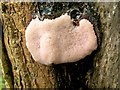 NS4276 : Slime mould on tree stump by Lairich Rig