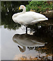 TQ8353 : Whooper Swan, Leeds Castle, Kent (Cygnus cygnus) by Christine Matthews