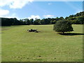 SO2912 : Tree and the remains of a tree in a field on the west side of the B4269 by Jaggery