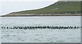 SV8812 : Raft of Shags off Samson, St Mary's Sound by John Rostron