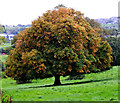 SJ8855 : Autumn is here by Jonathan Kington