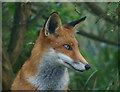 TQ3643 : Fox Portrait by Peter Trimming