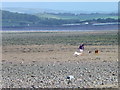 ST0044 : Exercising dogs on Dunster Beach by Maigheach-gheal