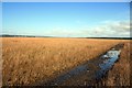 SH3965 : Marshland near Malltraeth Sands by Jeff Buck